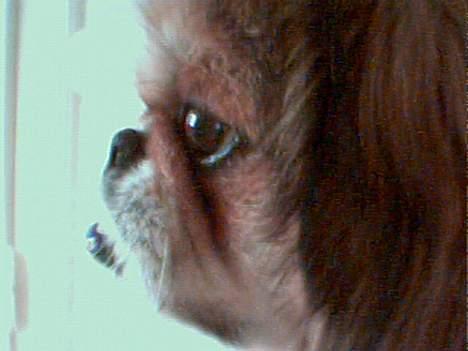 Pekingeser Danger - Savner dig!! 2004 - 2010 - Mig hehe billede 12