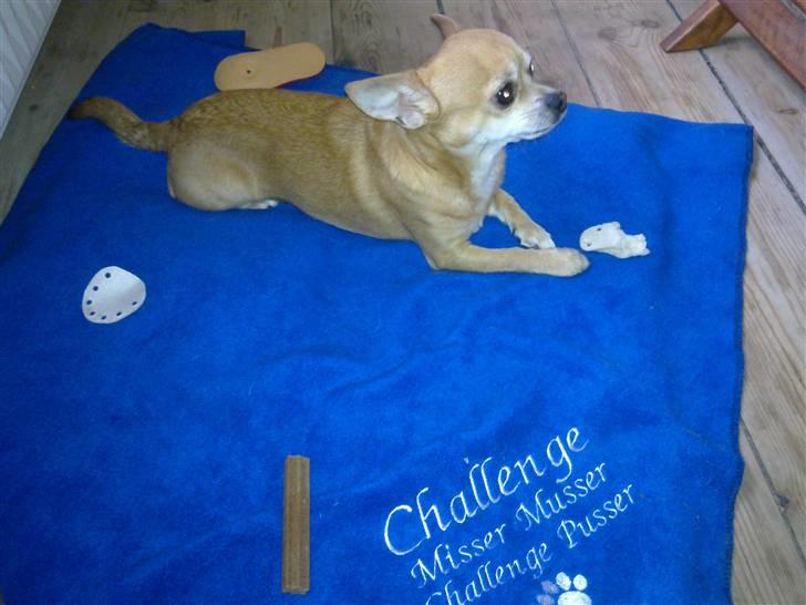 Chihuahua Challenge billede 6