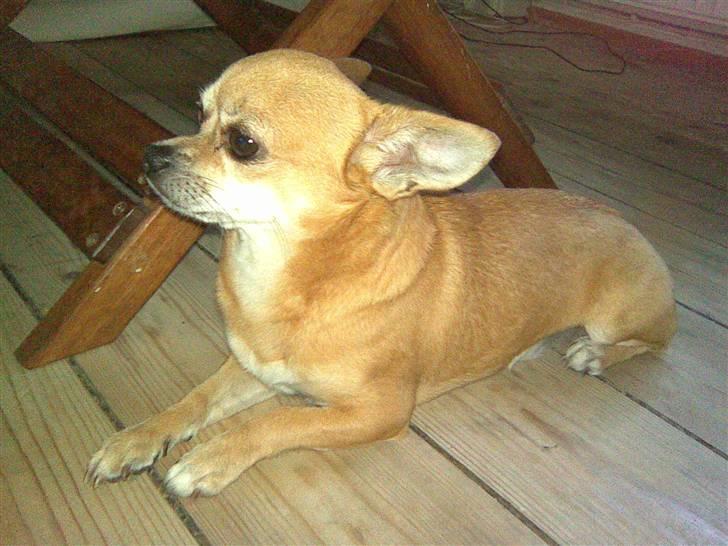 Chihuahua Challenge billede 7
