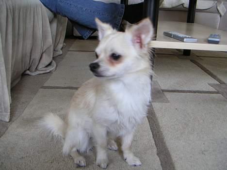 Chihuahua Chico billede 17