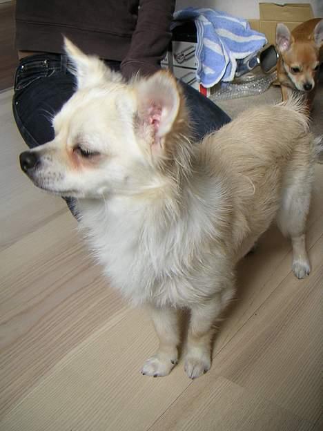 Chihuahua Chico - Mig efter jeg har været i bad! hi hi billede 18