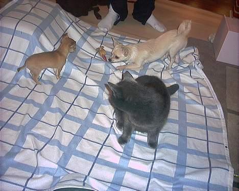 Chihuahua Samson - Så er vi alle tre på... Katten, Chico og lille mig billede 16