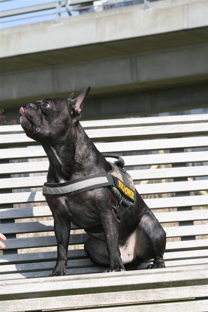 Fransk bulldog Bertram 2 billede 14