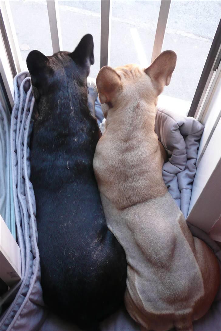 Fransk bulldog Bertram 2 - brormand og jeg nyder den franske altan.  billede 15