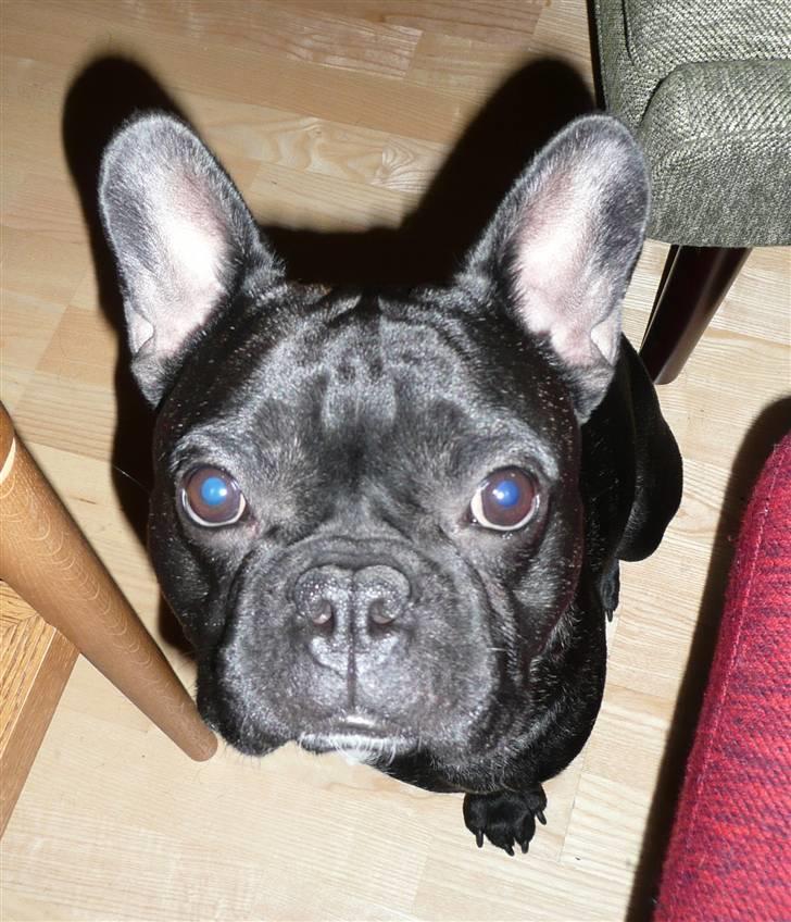 Fransk bulldog Bertram 2 billede 16