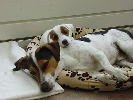 Jack russell terrier SPOT - Her tager jeg lige en lur med Zille, min "lillesøster" billede 11