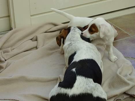 Jack russell terrier SPOT - Kom nu, jeg vil lege ! billede 12