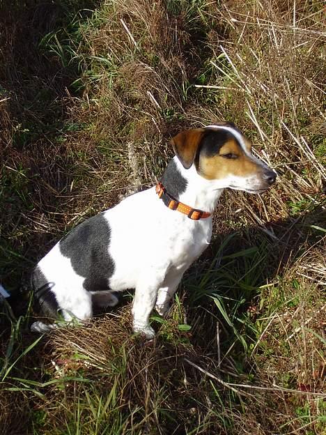 Jack russell terrier SPOT - snart 2 år og med på jagt billede 13