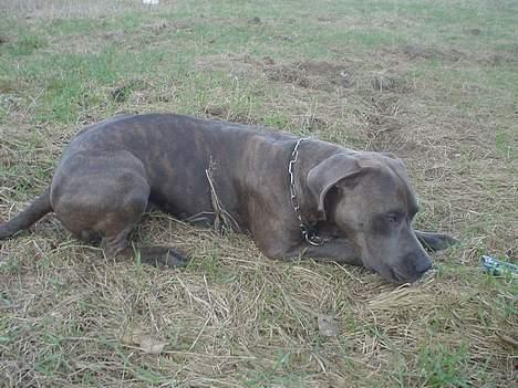 Blanding af racer Kovaz R.I.P billede 1