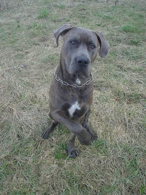 Blanding af racer Kovaz R.I.P - I gave you the damn paw, now FEED ME! billede 2