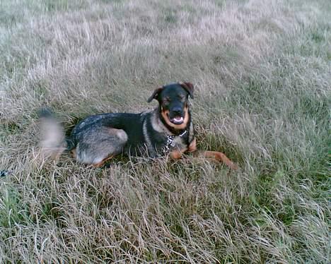 Blanding af racer Futte - Far, solen blænder altså.. billede 1
