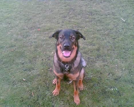 Blanding af racer Futte - Sætter jeg fint nok nu far... billede 2