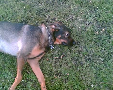 Blanding af racer Futte - Bang, død hund :-) billede 3