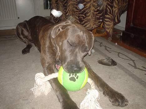 Blanding af racer Kovaz R.I.P billede 3