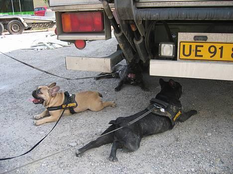 Fransk bulldog Bertram 2 - puuuuuuhaaaaa det er ALT for varmt! Bertram, Gustav & Ozzy efter en hyggelig dag på stranden. billede 19