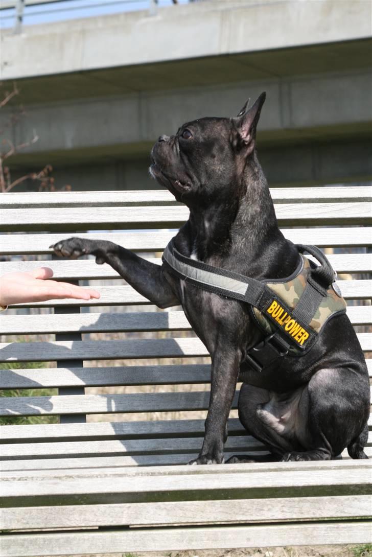 Fransk bulldog Bertram 2 billede 20