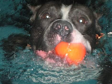 Amerikansk staffordshire terrier Flux Iso And billede 6