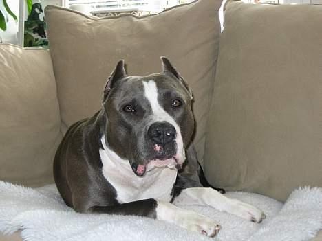 Amerikansk staffordshire terrier Flux Iso And billede 7