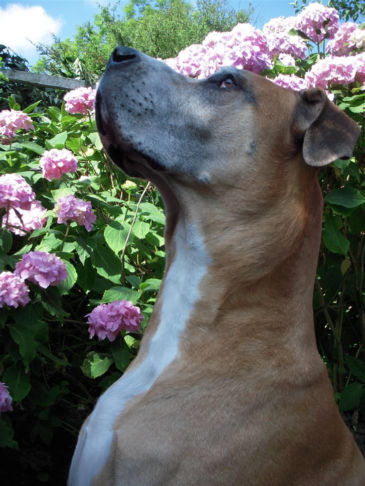 Grand danois HARLEY billede 1