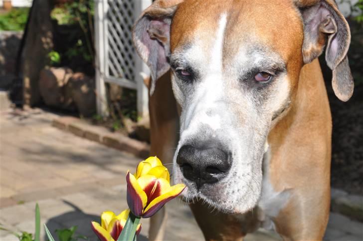 Grand danois HARLEY billede 2