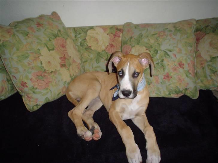 Grand danois HARLEY billede 3