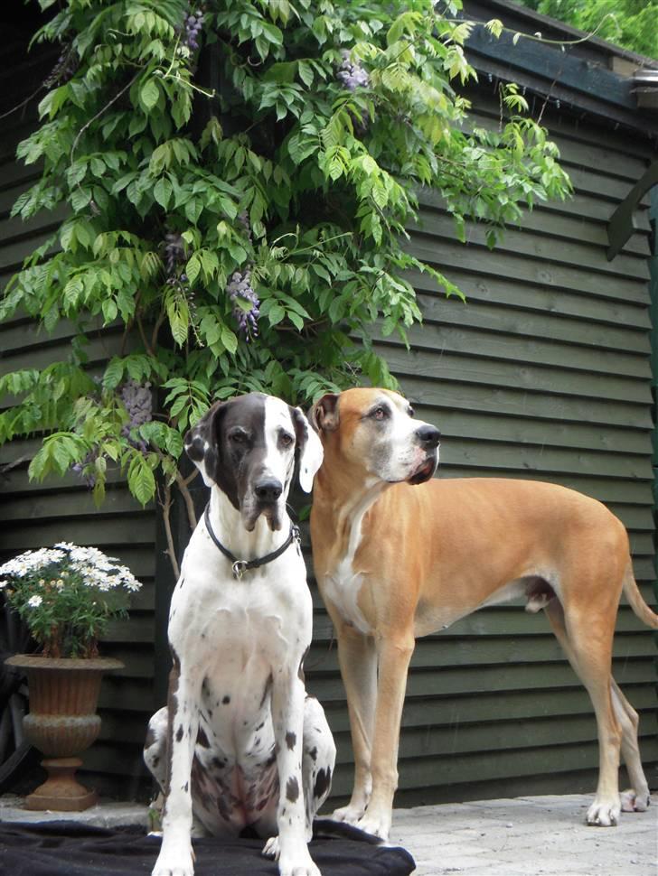 Grand danois HARLEY billede 4