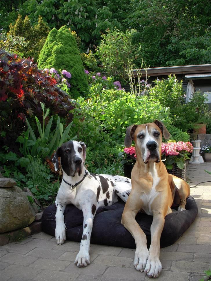 Grand danois HARLEY billede 5