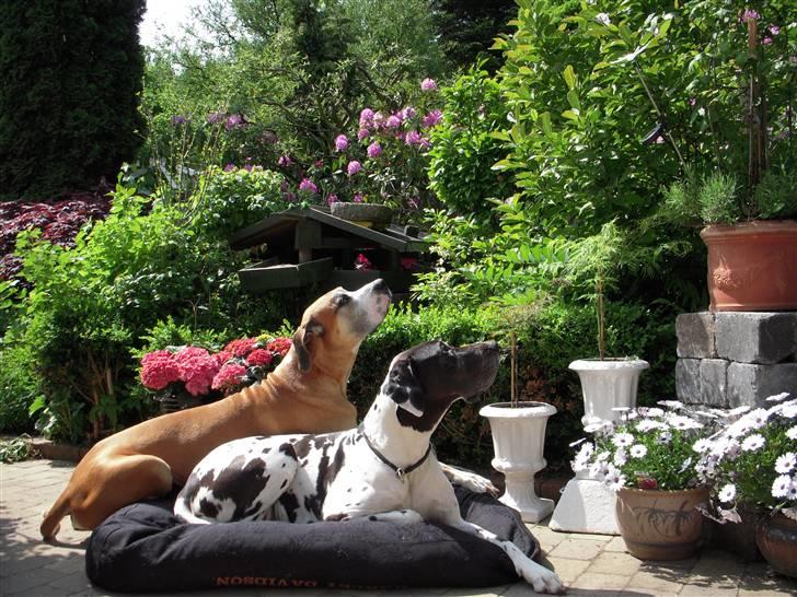 Grand danois HARLEY billede 6