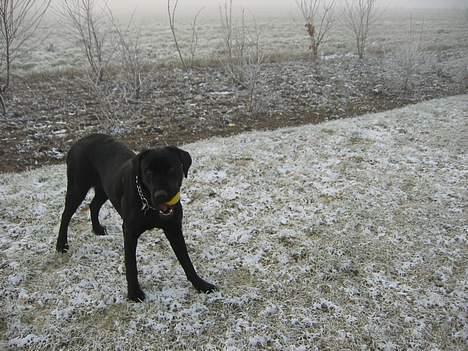Labrador retriever flora<3 - det er kold udenfor men vi leger med bold alligevel billede 10