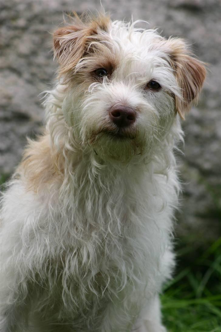 Blanding af racer Bella - Velkommen til min profil.. billede 1