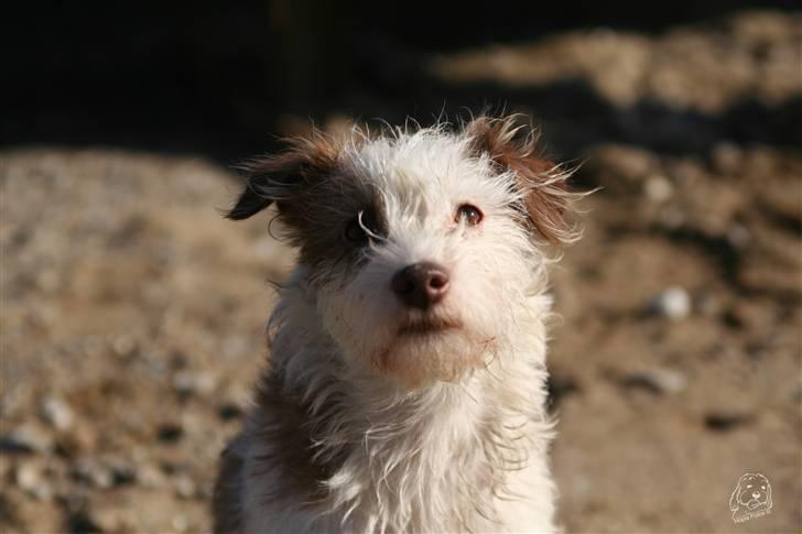 Blanding af racer Bella - Dreamy girl... billede 2