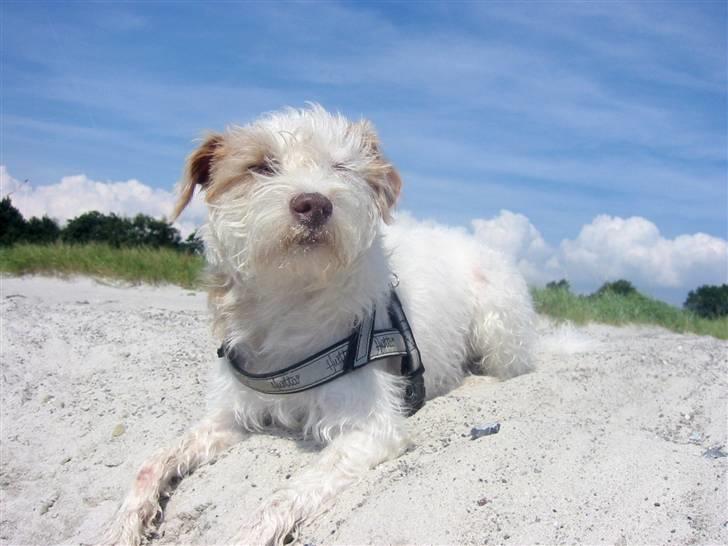 Blanding af racer Bella - Mmm.. Sol og strand.. Kan det blive meget bedre..? billede 3