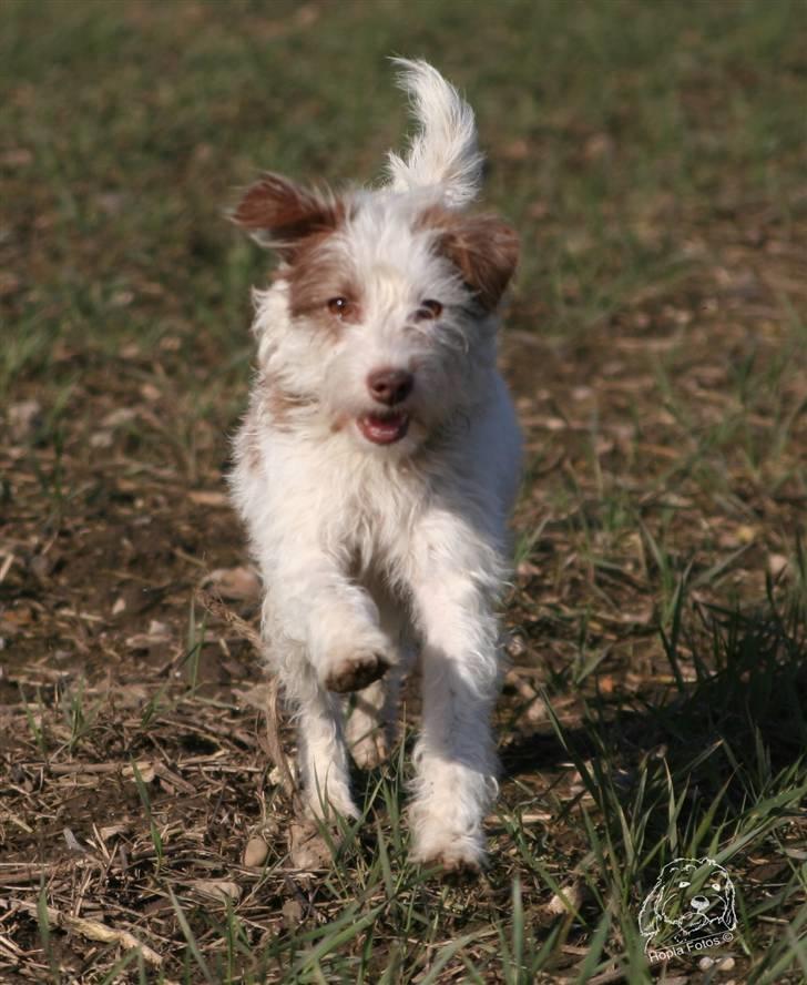 Blanding af racer Bella - Frække Bella.. billede 4