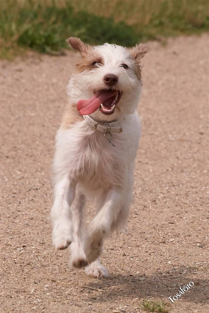 Blanding af racer Bella - LA LA LAAAAAAAAAAAA..... billede 5