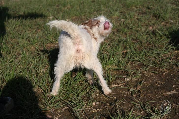 Blanding af racer Bella - Kan i se min numse?? billede 6