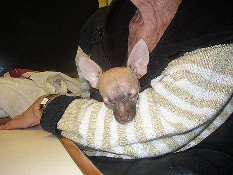 Chihuahua Nemo - Her er jeg lige blevet hentet fra min kennel. Jeg var meget træt billede 11