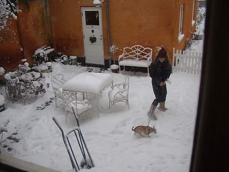 Chihuahua Nemo - Jeg er ikke så glad for sne...vil hellere ligge under dynen! billede 12