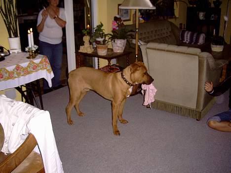 Blanding af racer Niclo billede 4