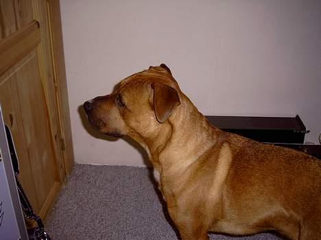 Blanding af racer Niclo billede 10