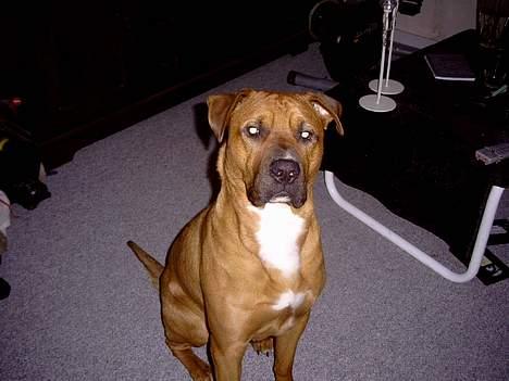 Blanding af racer Niclo billede 11