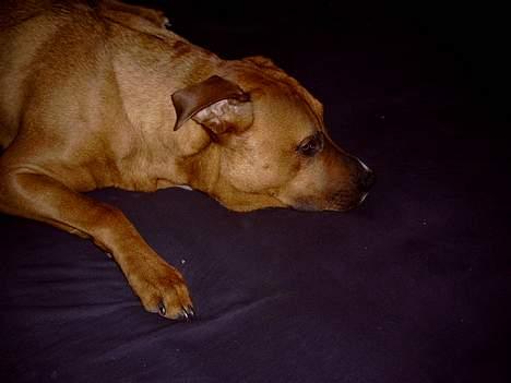 Blanding af racer Niclo - Nu orker jeeg ikk at lave mer´ idag .. *1 år og 3 mdr* billede 13