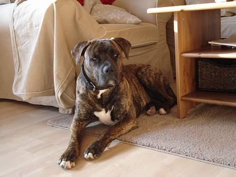 Amerikansk bulldog Buster - Jeg kan også se barsk ud billede 7