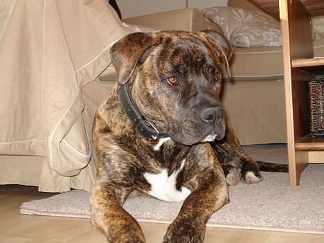 Amerikansk bulldog Buster - Mit yndlingssted billede 8