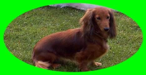 Dværggravhund Sille - Sille i haven billede 2