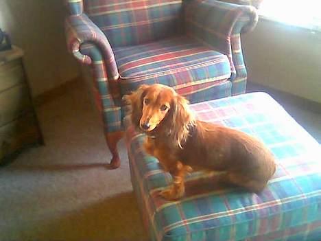 Dværggravhund Sille - Hej  Hej billede 3