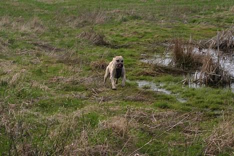 Blanding af racer Diago - NUUUUU kommer jeg mor, er du klar........ billede 10