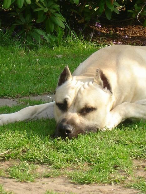 Blanding af racer Diago - Tager mig lige en lille slapper.... det er så varmt... smiler...  billede 11