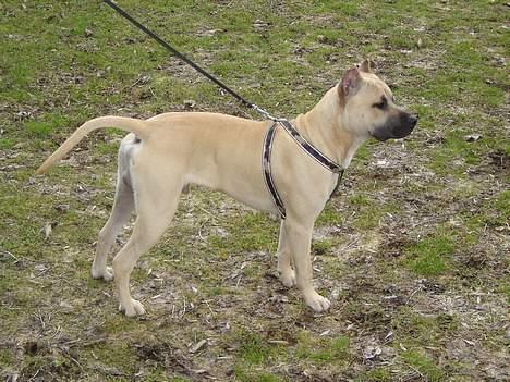 Blanding af racer Diago - Spændene....  billede 12