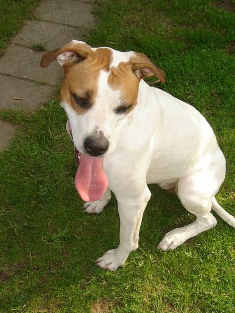 Amerikansk bulldog Nala - Hold så op mor, jeg bliver helt genert..... ss billede 15