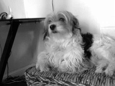 Blanding af racer Pjevs billede 1